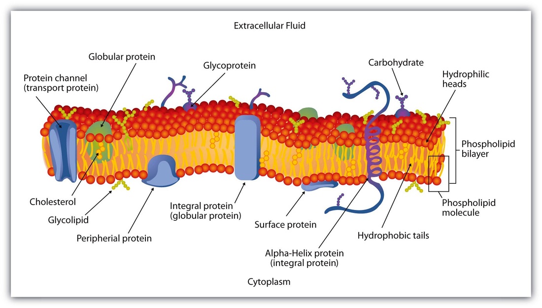 download cell membrane structure